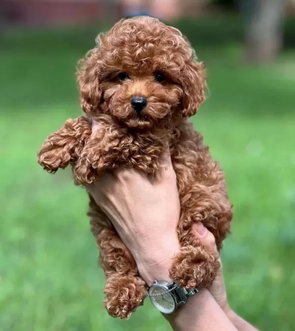 Toy Poodle Korean Kan Sağlık Garantili