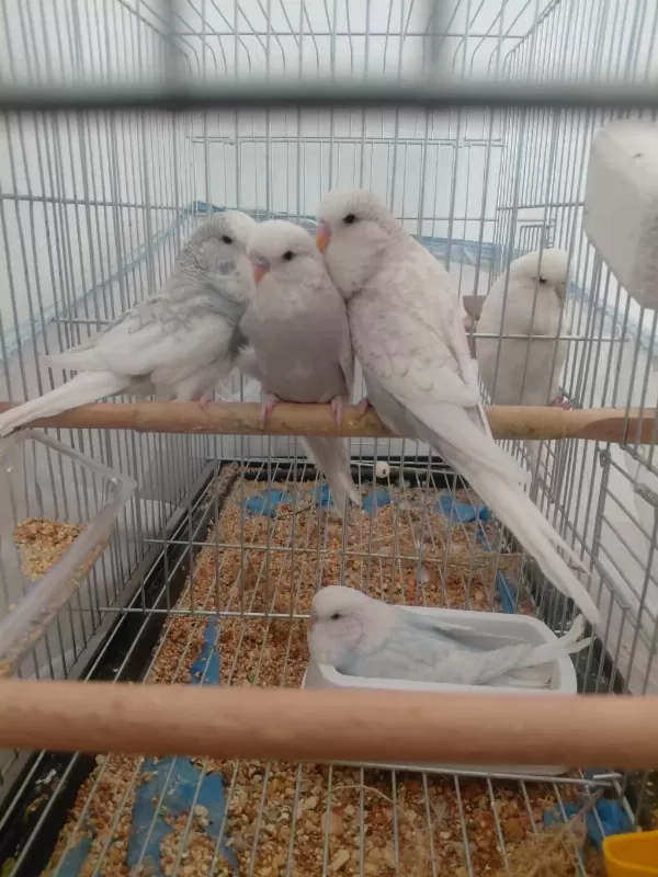 Ele Alıştırmalık Muhabbet Kuşu Yavrular