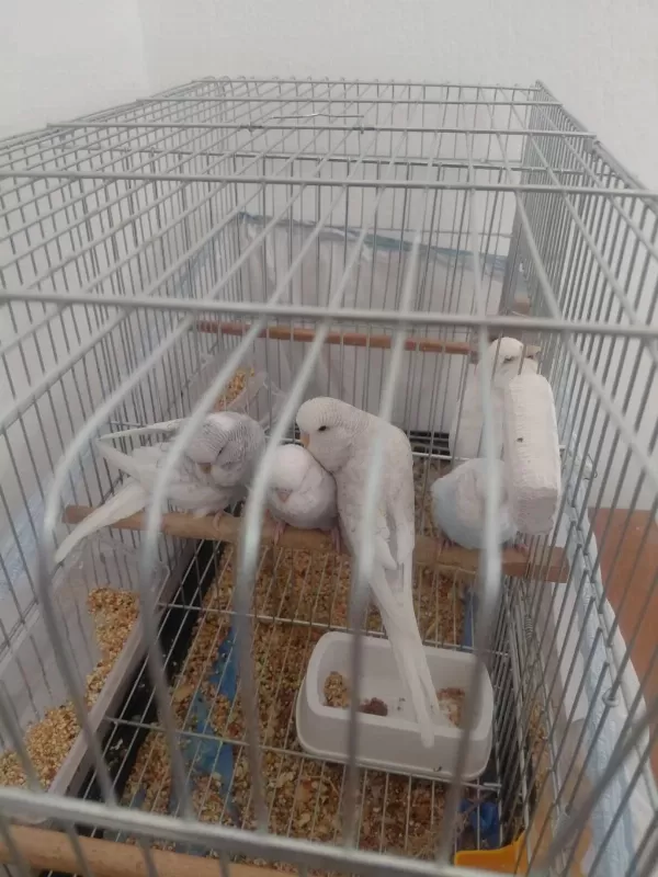 Ele Alıştırmalık Muhabbet Kuşu Yavrular