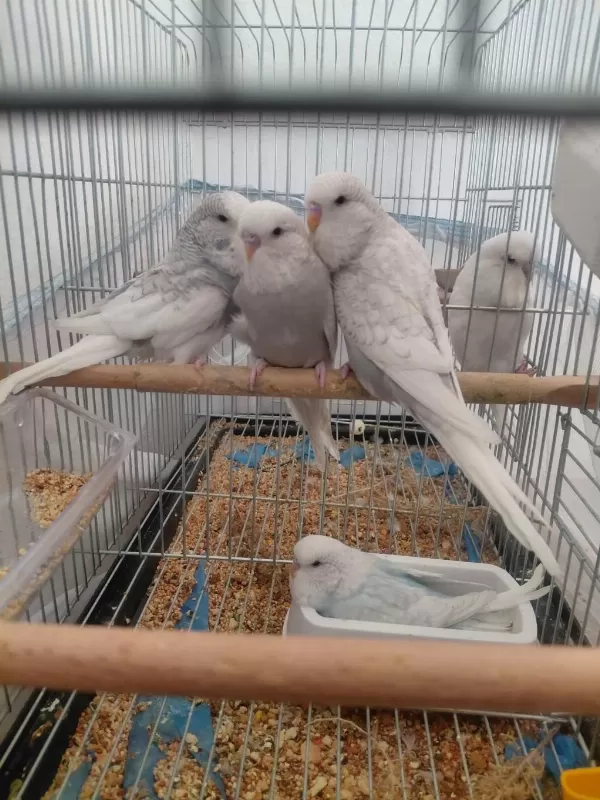 Ele Alıştırmalık Muhabbet Kuşu Yavrular