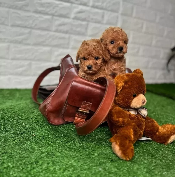 Toy Poodle Puppy Aşılı Ev Ortamından