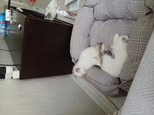 Son İki Kedimiz Bakmadan Geçmeyin
