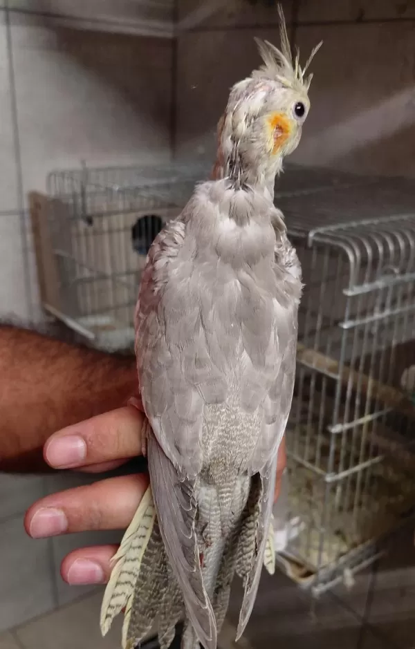 50 Günlük Yavru Sultan Papağanı