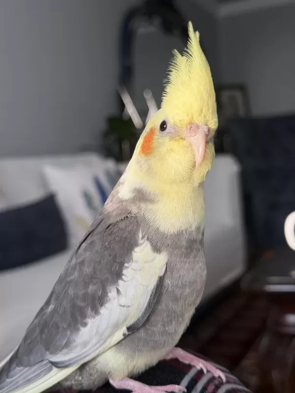 Konuşan Sultan Papağanı 5 Aylık