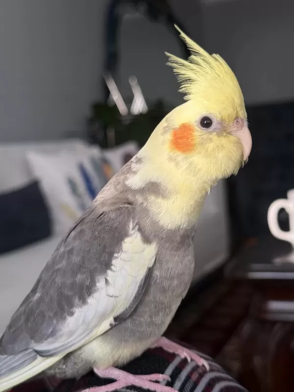 Konuşan Sultan Papağanı 5 Aylık