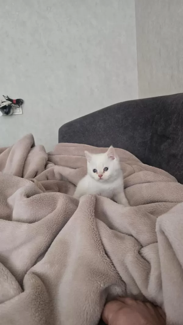 Ev Ortaminda Büyümüş Premium Kediler