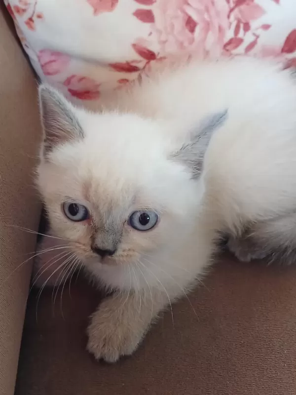 Safkan British Shorthair Yavrularımız