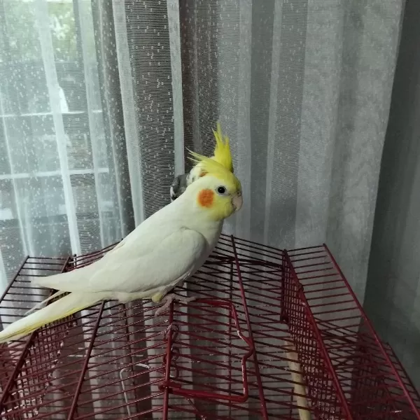 8 Günlük Bebek Sultan Papağanlar