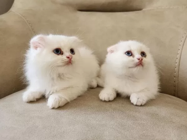 Minik Scottish Fold Patiler
