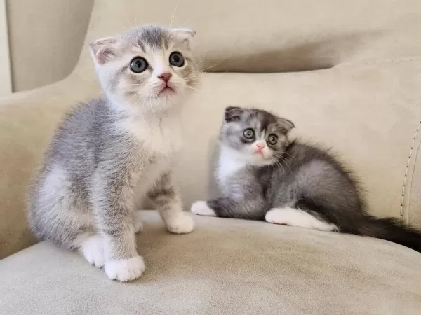 Minik Scottish Fold Patiler