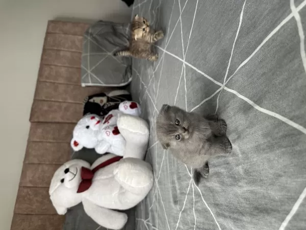 Yavru Scottish Fold Kedimizi Sahiplendirme