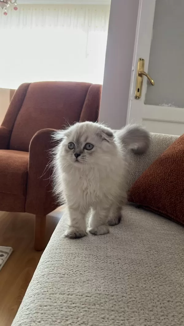 2.5 Aylık Scottish Fold Dişi
