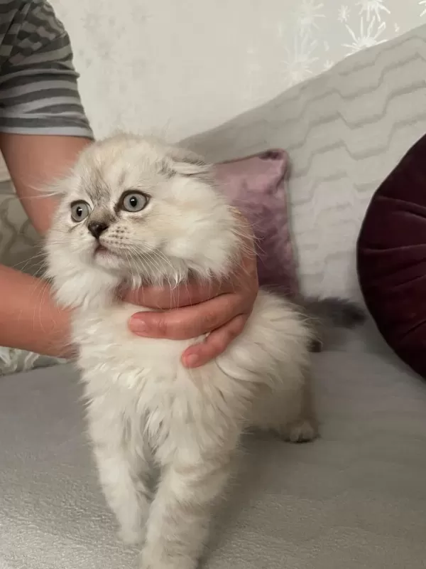 2.5 Aylık Scottish Fold Dişi