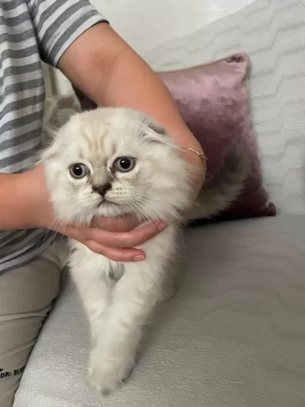 2.5 Aylık Scottish Fold Dişi