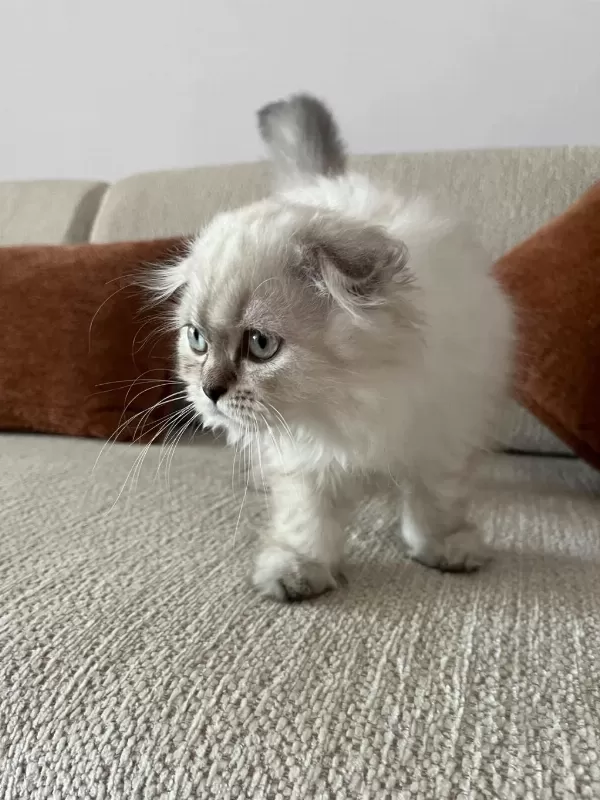 2.5 Aylık Scottish Fold Dişi