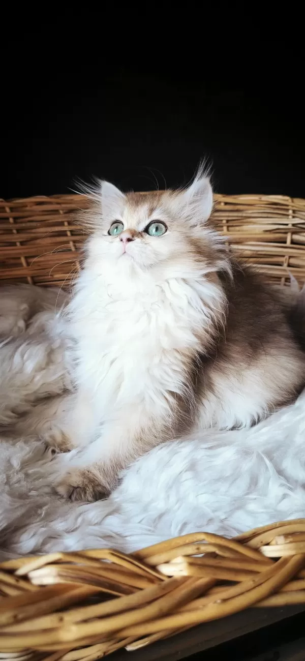 3 Buçuk Aylık Dişi British Longhair
