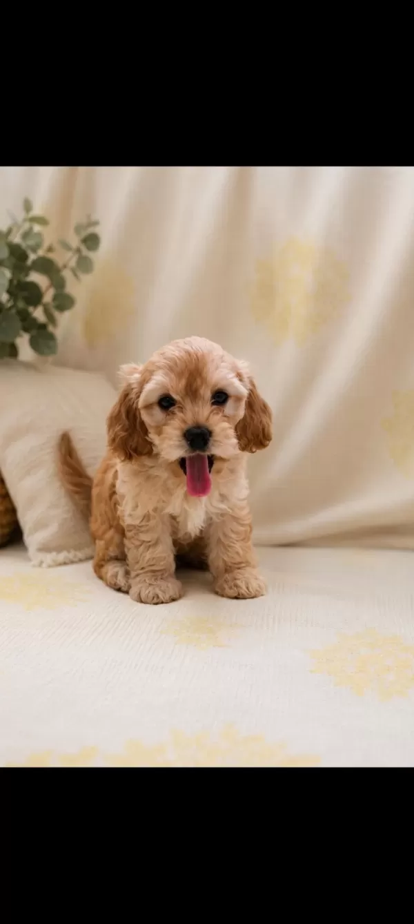 Maltipoo Yavru Orijinal Ev Üretimi