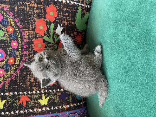 Gri Ayı Kafa Yavru British Shorthair