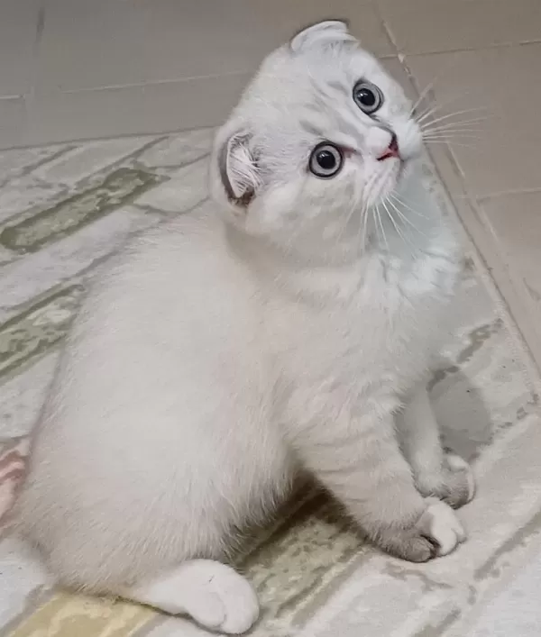 Scottish Fold Bebeklerime Yuva Arıyorum