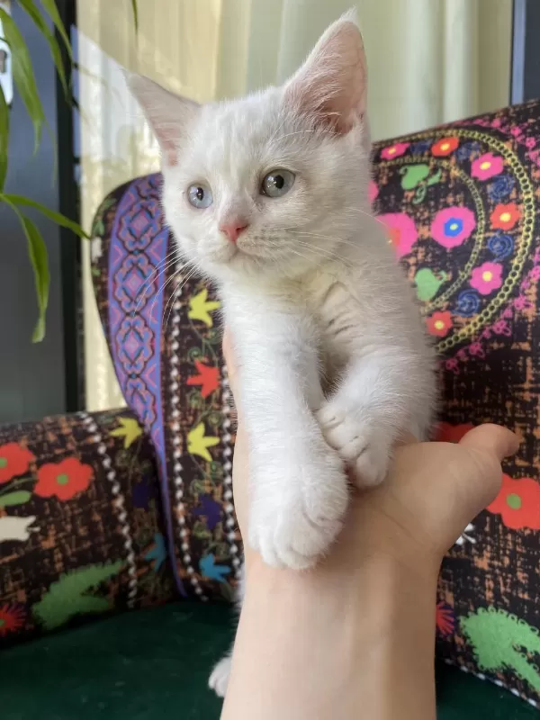 Beyaz Dünya Tatlısı Yavru Kedimiz