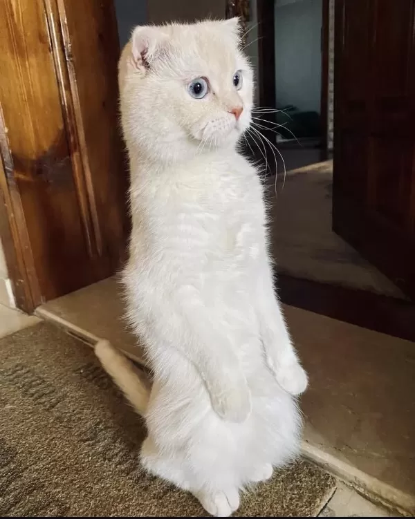 Ücretsiz Sahiplendirme Scottish Fold Kedimiz