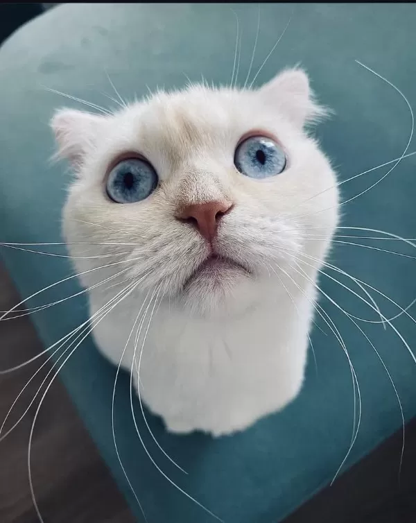 Ücretsiz Sahiplendirme Scottish Fold Kedimiz