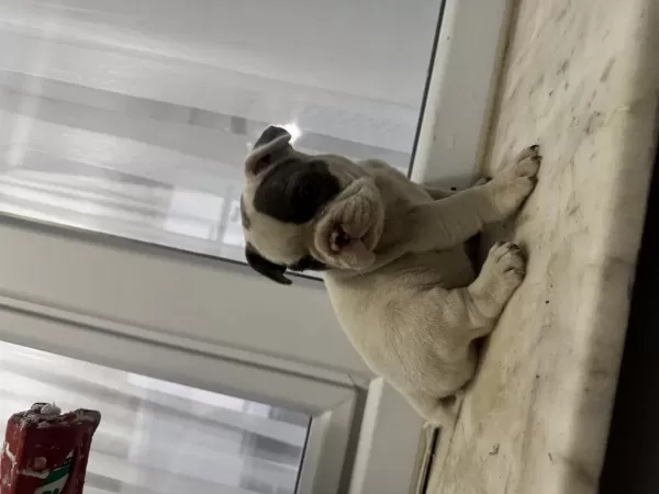 Blue Piet French Bulldog