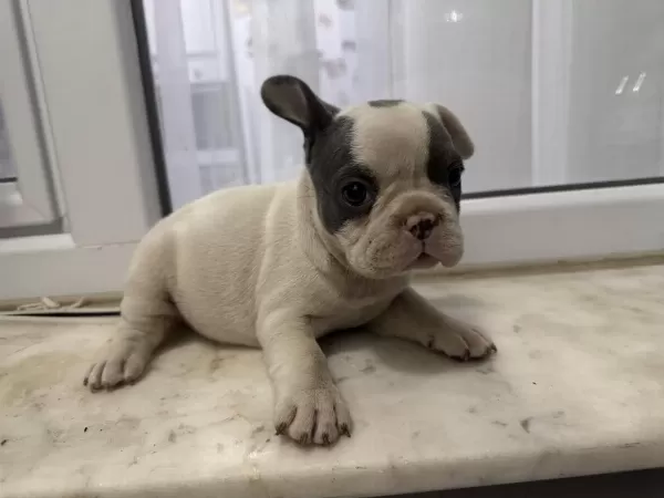 Blue Piet French Bulldog