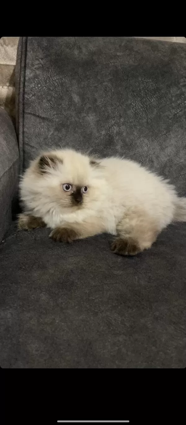 Himalayan Yavrularımız