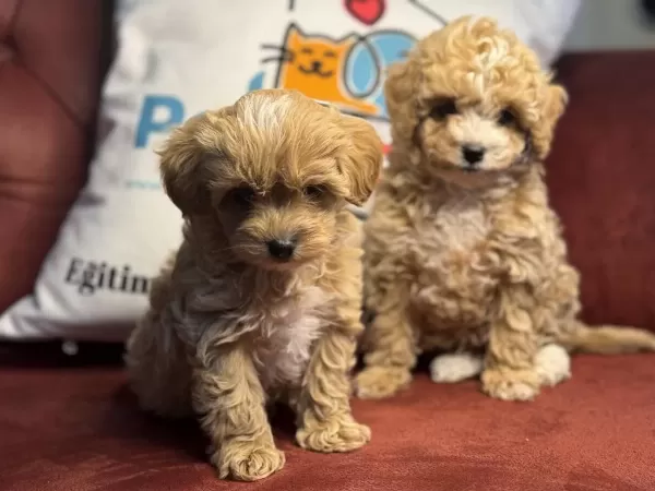 Wc Eğitimli Aşılı Pasaportlu Kore Maltipoo