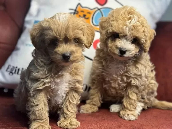 Wc Eğitimli Aşılı Pasaportlu Kore Maltipoo