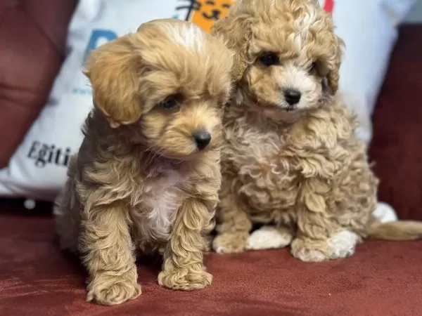 Wc Eğitimli Aşılı Pasaportlu Kore Maltipoo