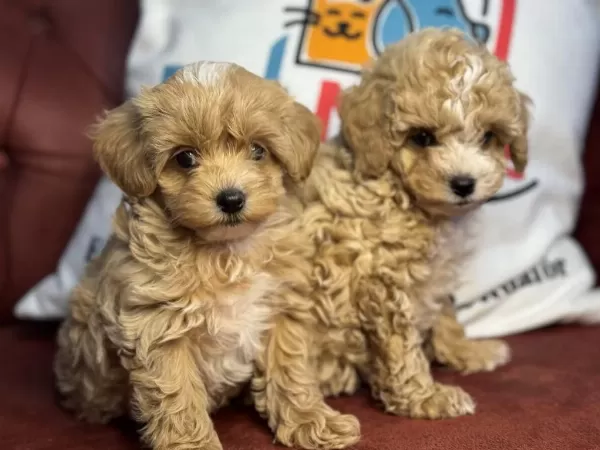 Wc Eğitimli Aşılı Pasaportlu Kore Maltipoo