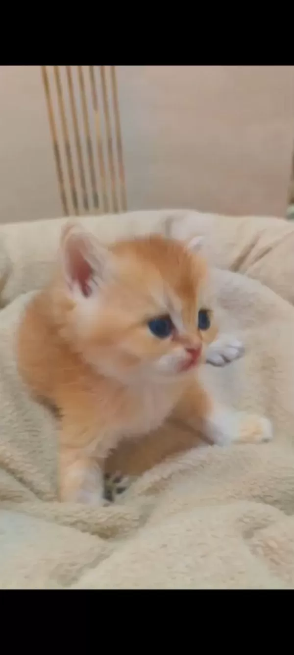 British Shorthair Ve British Longhair