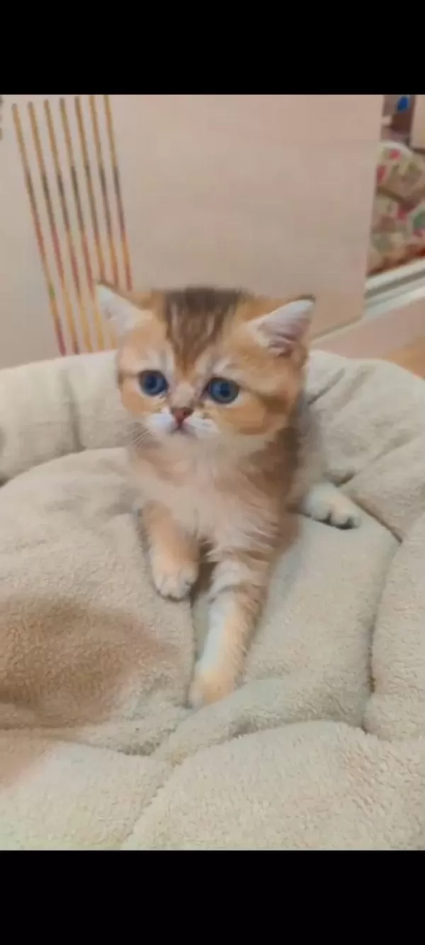 British Shorthair Ve British Longhair