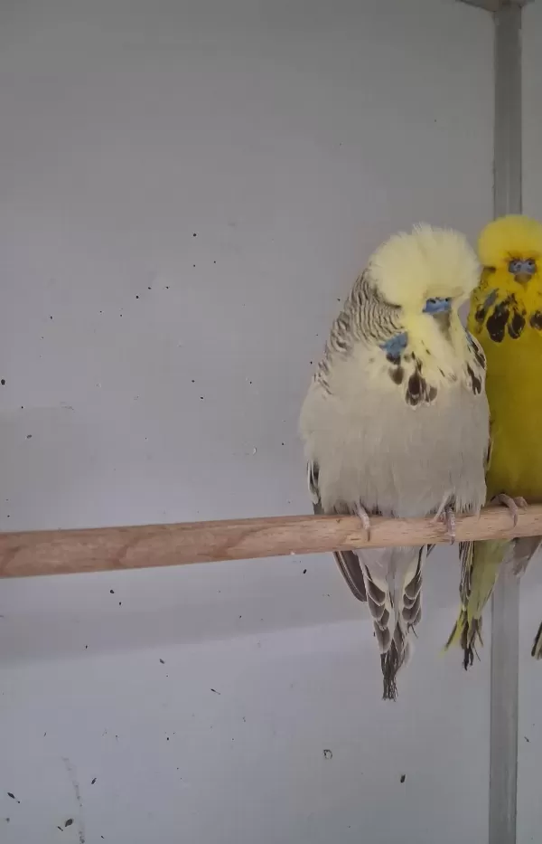 Yavru Show Jumbo Erkek Muhabbet Kuşu