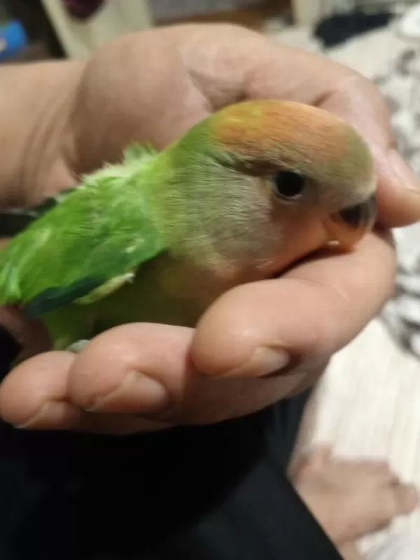 Yeni Yeme Düşmüş Sevda Papağanı
