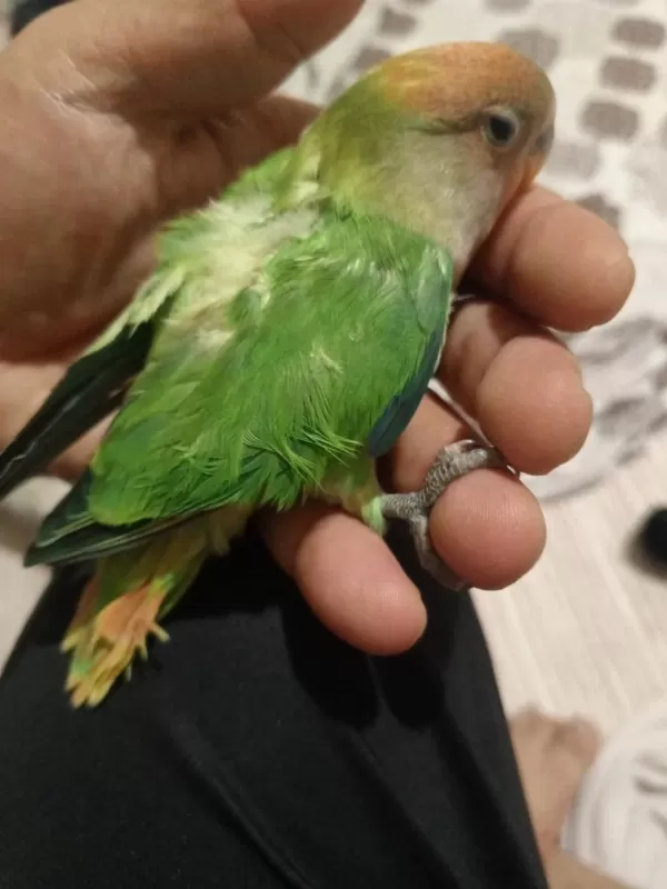 Yeni Yeme Düşmüş Sevda Papağanı