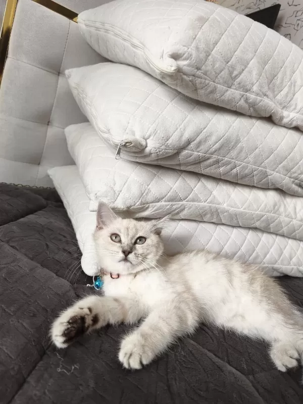 Çok Akıllı Uysal British Shorthair