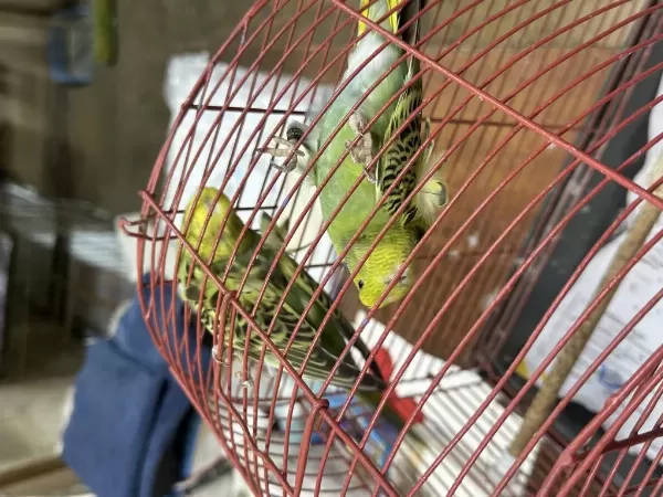 Takim Japones Teksas Muhabbet Kuşu