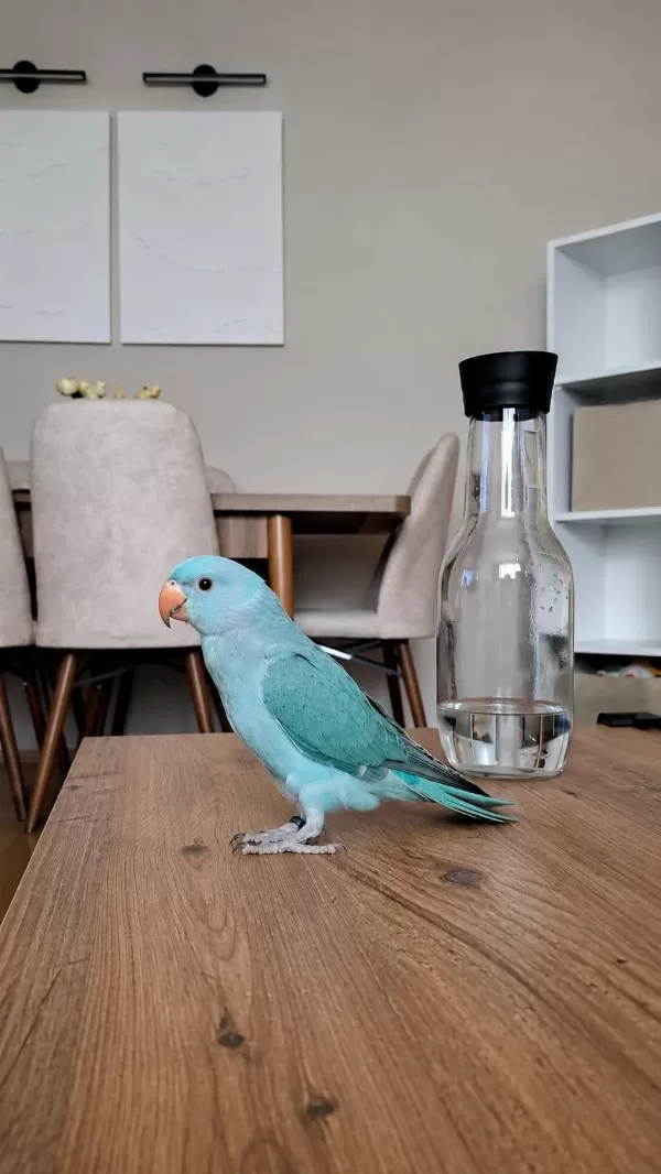 Mutasyon Pakistan Papağanı Bebek