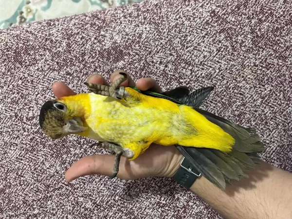 7 Aylık Full Evcil Portakal Kayık