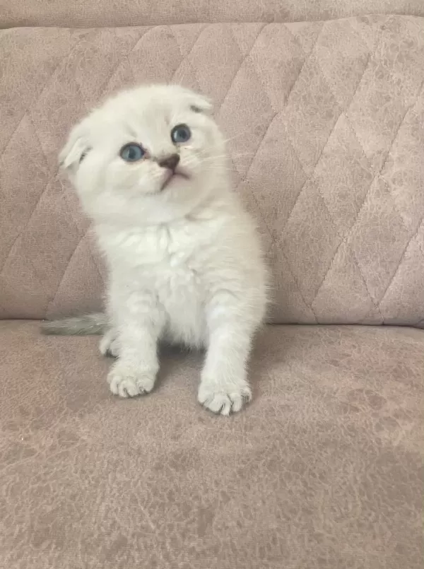 Scottish Fold Bebekler