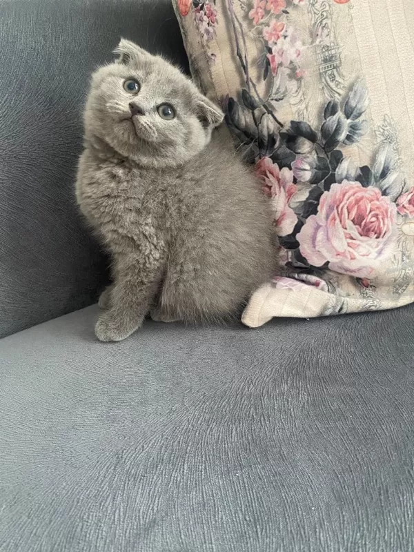 Scottish Fold Bebekler
