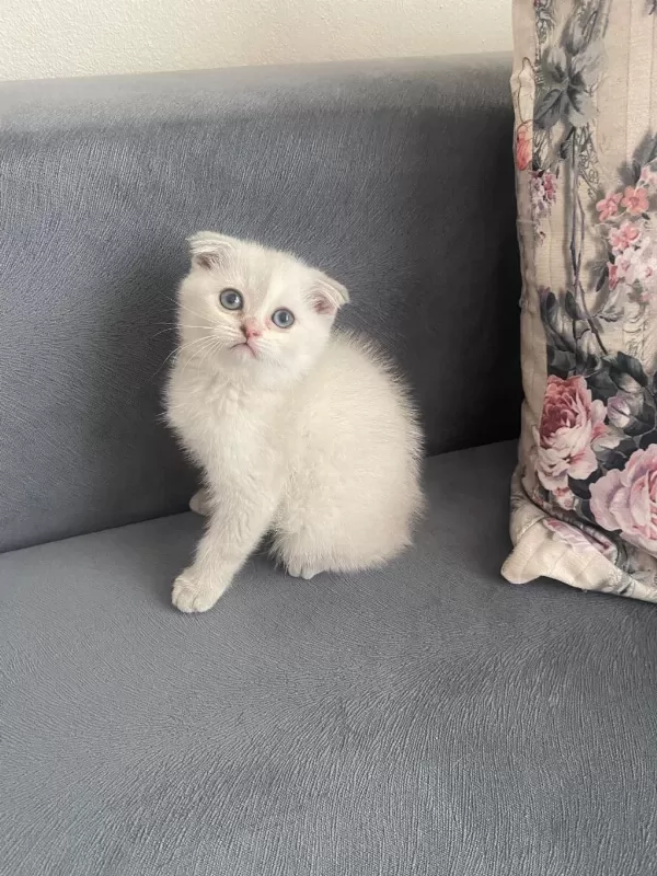 Scottish Fold Bebekler