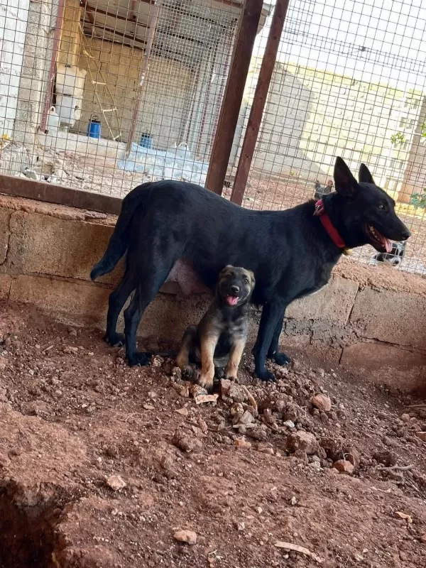 Son İki Yavru Belçika Kurdu