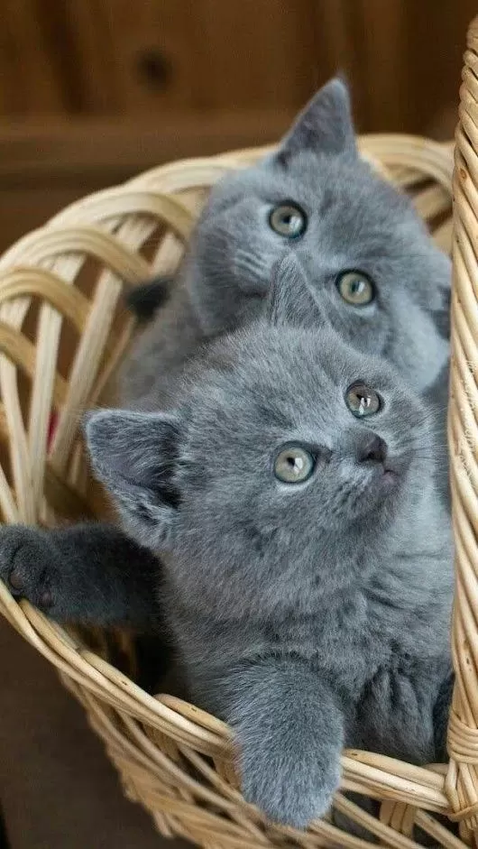 Beklenen İlan Açildi A+ Saf Kan British Shorthair Yavrular