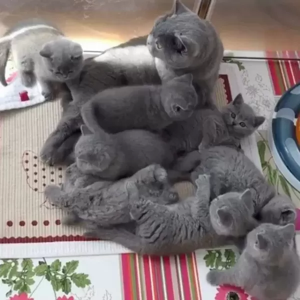 Beklenen İlan Açildi A+ Saf Kan British Shorthair Yavrular