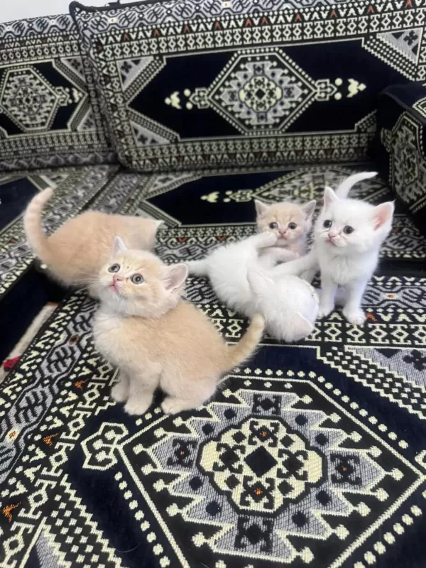 British 3 Krem 1 Beyaz