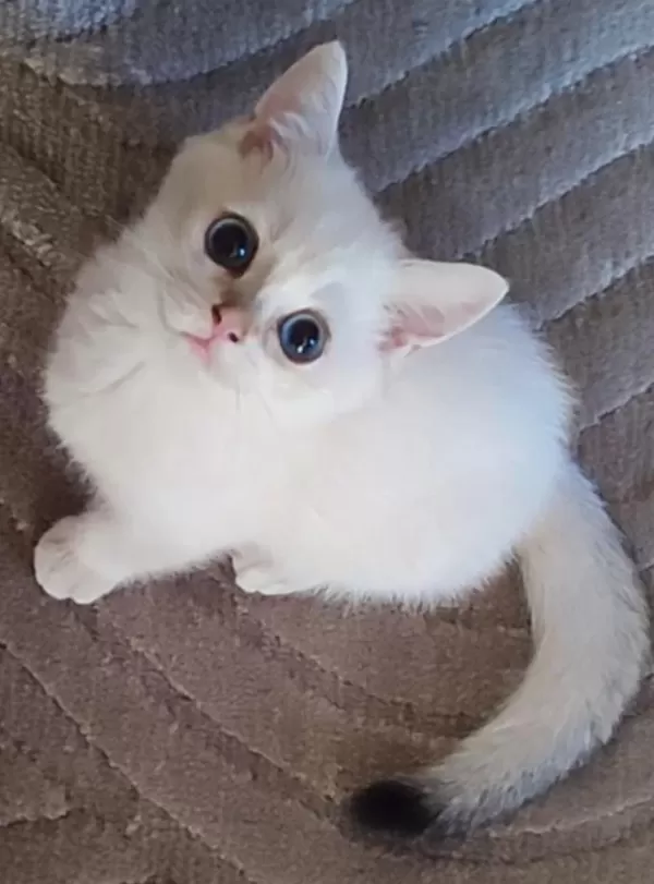 Şafkan British Shorthair